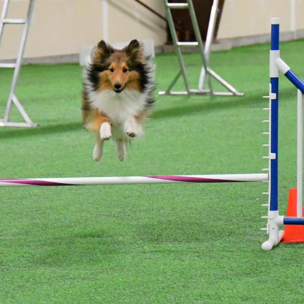 Home - Beartooth Agility Club of Montana